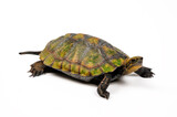  Japanische Sumpfschildkröte // Japanese pond turtle (Mauremys japonica)