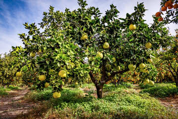 Ripe pomelo fruit on the tree in organic garden