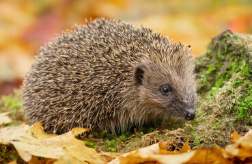 Wall Mural - Hedgehog in autmn (Scientific name: Erinaceus Europaeus) wild, free roaming hedgehog, taken from wildlife garden hide to monitor health and population of this favourite but declining mammal	