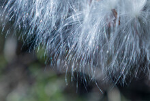 Close Up Of Sunlit Milkweed Seeds