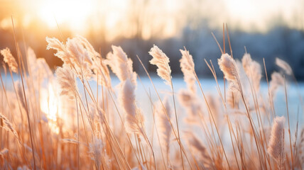 Sticker - Common reed grass, Phragmites australis, in winter landscape. Frozen seed heads against bright sunlight.