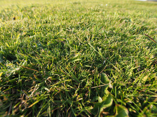 Wall Mural - close low angle green meadow background