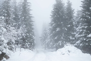 Wall Mural - snow covered fir trees in the mountains