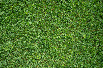 Poster - Green grass wet lawn