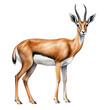 Watercolor African Animal. Springbok Clipart. Hand Drawn African Safari Animal Illustration.