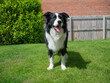 Border Collie - Black and White - Standing and Alert, Sun and Green Grass