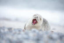 Cute Seal Pup Yawning