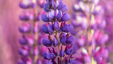 Purple Lupine Flowers In Patagonia