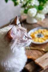 Sticker - breakfast. Sweet rice milk porridge with apples and poppy seeds in the shape of a sunflower. Cat.