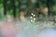© ADDICTIVE STOCK - Ethereal Wildflower Blooming in Soft Forest Light