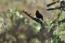 Blackbird Perched On A Lichen-covered Branch