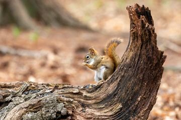 Wall Mural - American red squirrel (Tamiasciurus hudsonicus) known as the pine squirrel, North American red squirrel and chickaree.