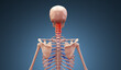 Cervical spine injury on skeleton