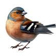 A Eurasian chaffinch standing on a flat surface isolated on a transparent background