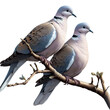 A male and female Eurasian collared dove perched on a tree branch isolated on a transparent background