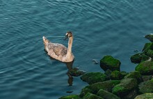 Young Grey Swan On The Water