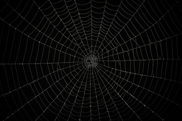 Pattern insect trap spider macro dew web nature closeup detail background thread net