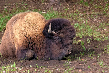 Canvas Print - American bison know as  buffalo in Yellowstone national park