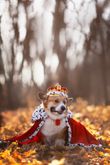 Sticker - cute puppy dog corgi in royal robes and golden crown sitting in autumn park