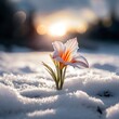 canvas print picture - Eine schöne Blume blüht im Schnee