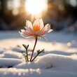 Eine schöne Blume blüht im Schnee