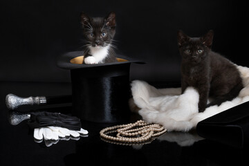 Wall Mural - A black and a black and white kitten in a fancy stillife setting with a top hat pearls and fur coat