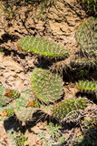 Fototapeta Sawanna - Pointy cactus