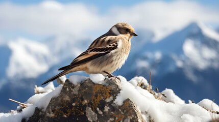Wall Mural - Snow Finch perched on a Rocky Outcrop in Winter
