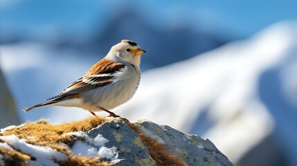 Wall Mural - Snow Finch perched on a Rocky Outcrop in Winter
