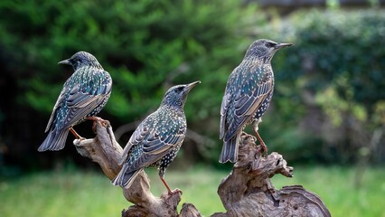 Wall Mural - Three Starlings Perched on a Log