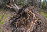 Fototapeta Las - A pine tree felled after windstorm in Mazowsze region of Poland