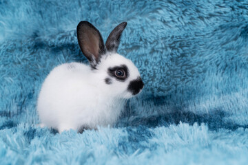 Canvas Print - Lovely healthy baby rabbit ear bunny sitting playful on blue background. Little tiny furry black white infant bunny bright eyes rabbit watching something on carpet blue background. Easter animal pet.