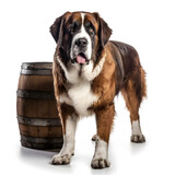 Fototapeta Psy - Saint Bernard Dog with Barrel Isolated on White Background - Generative AI