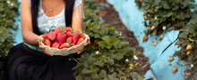 Mujer Campesina Bastante Joven Con Diadema Tejida Sosteniendo Un Tazón Lleno De Frutas Y Comiendo Fresas Maduras En El Campo Después De La Cosecha
