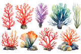 Fototapeta  - Set of watercolor seaweed and corals isolated on transparent background