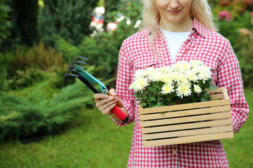 Wall Mural - Woman holding wooden crate with chrysanthemum flowers and gardening tools outdoors, closeup. Space for text