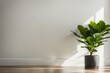 blurred shadow from Fiddle Leaf Fig on the wall minimal abstract background for product