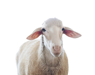 Poster - Cute sheep isolated on white. Farm animal