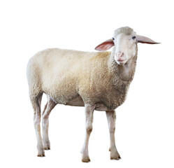 Poster - Cute sheep isolated on white. Farm animal