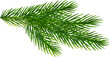 Spruce tree realistic green branch, Christmas decorative element