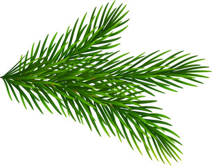  Fir tree realistic green branch, Christmas decorative element