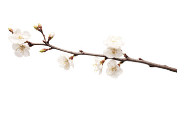 plum blossom branch or twig isolated on a transparent background for decorative mockups or template 