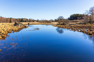 Canvas Print - Wet meadow landscape at springtime