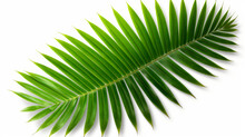 Green Leaf Of Coconut Palm Tree On Transparent Background Png File Generative Ai