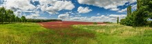 panorama view on country side with red clover field
