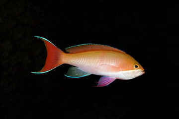 Wall Mural - Red-bar anthias (female) - Pseudanthias cooperi