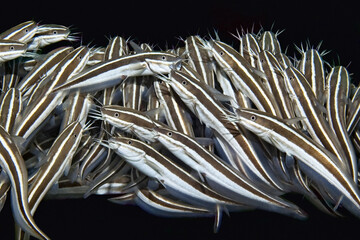 Wall Mural - Striped catfish - Plotosus lineatus