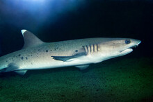 Whitetip Reef Shark - Triaenodon Obesus