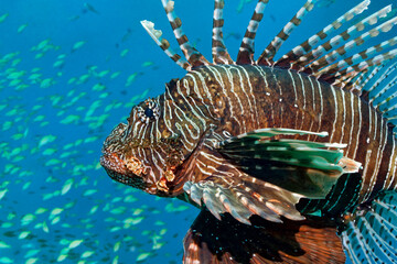 Wall Mural - Common lionfish / Devil firefish - Pterois miles