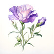 Lisianthus, Flowers, Watercolor illustrations
